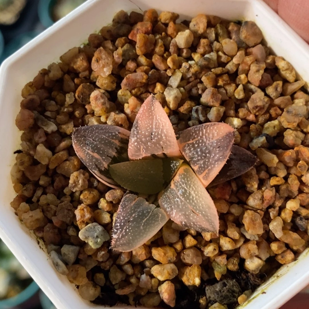 一颗实生克锦 新年福利