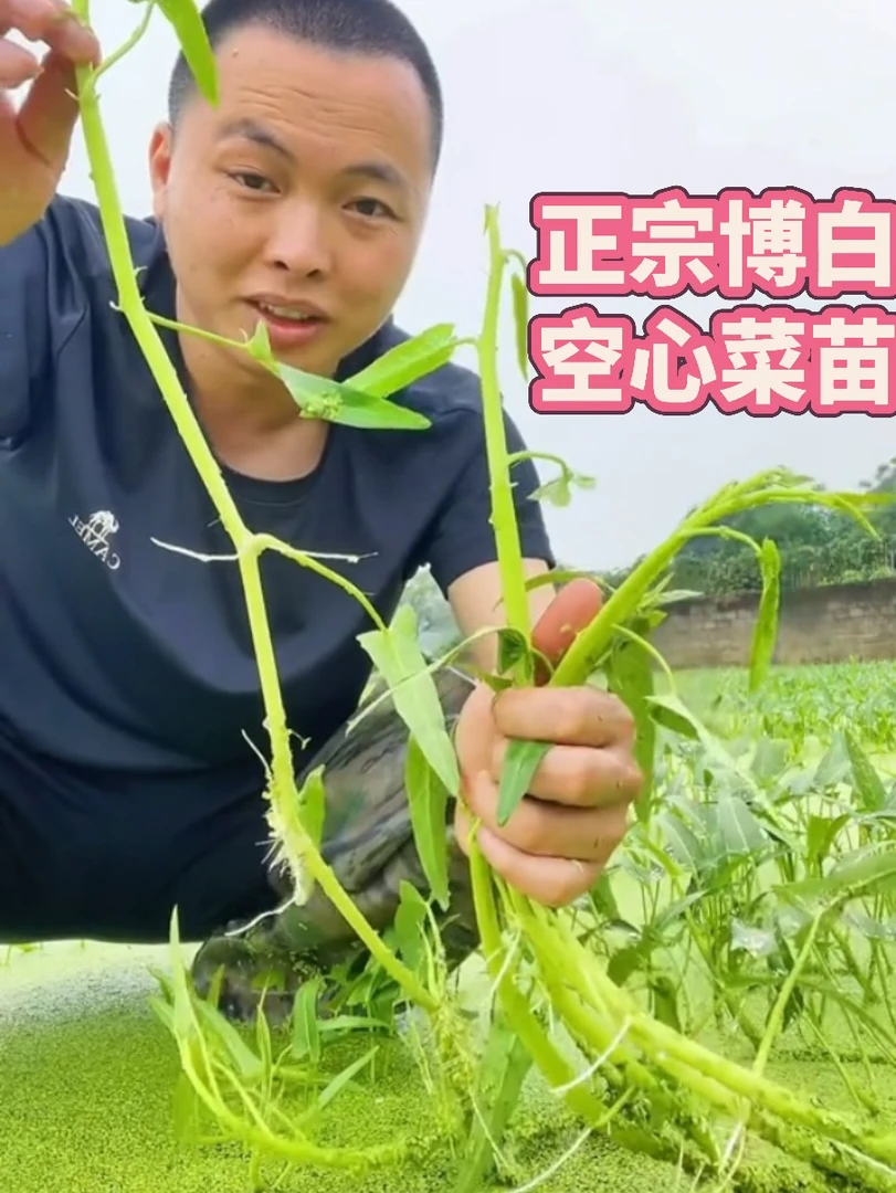 正宗广西博白水田空心菜种苗（地理标志品种）