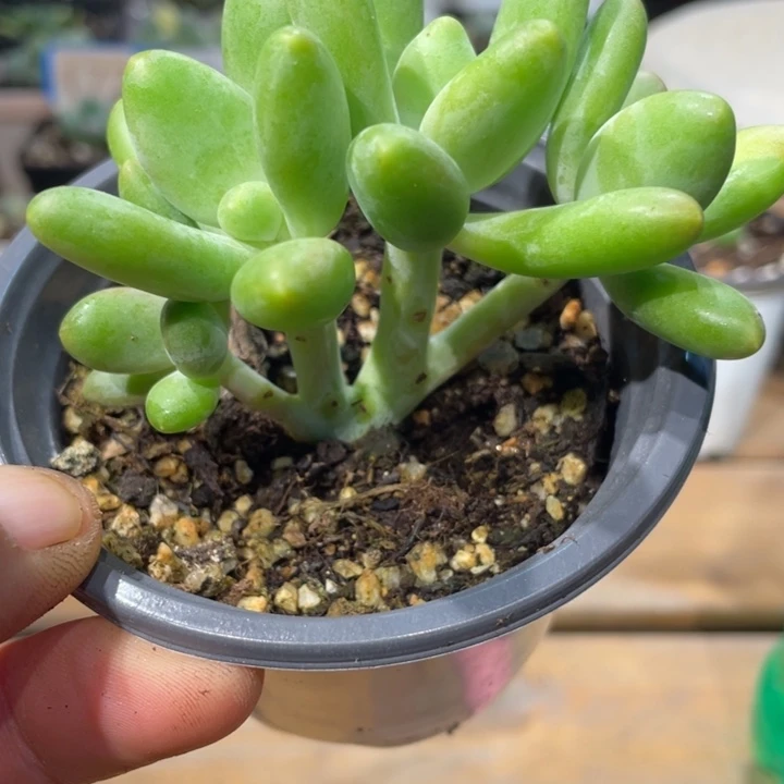 芒果奶一片锦419号的啊啊多肉啊啊