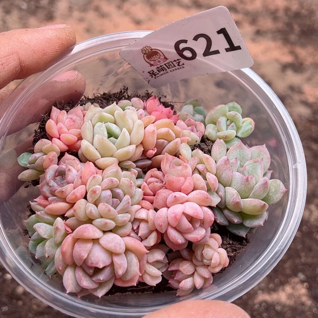 蓝****多肉植物多肉植物