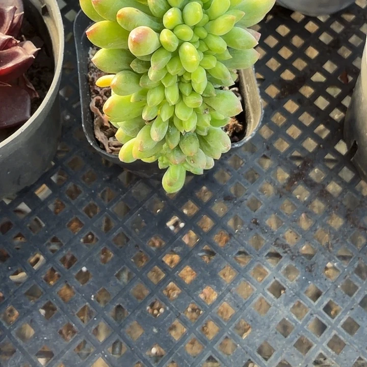 果冻乙女心缀化（满12.9包邮）