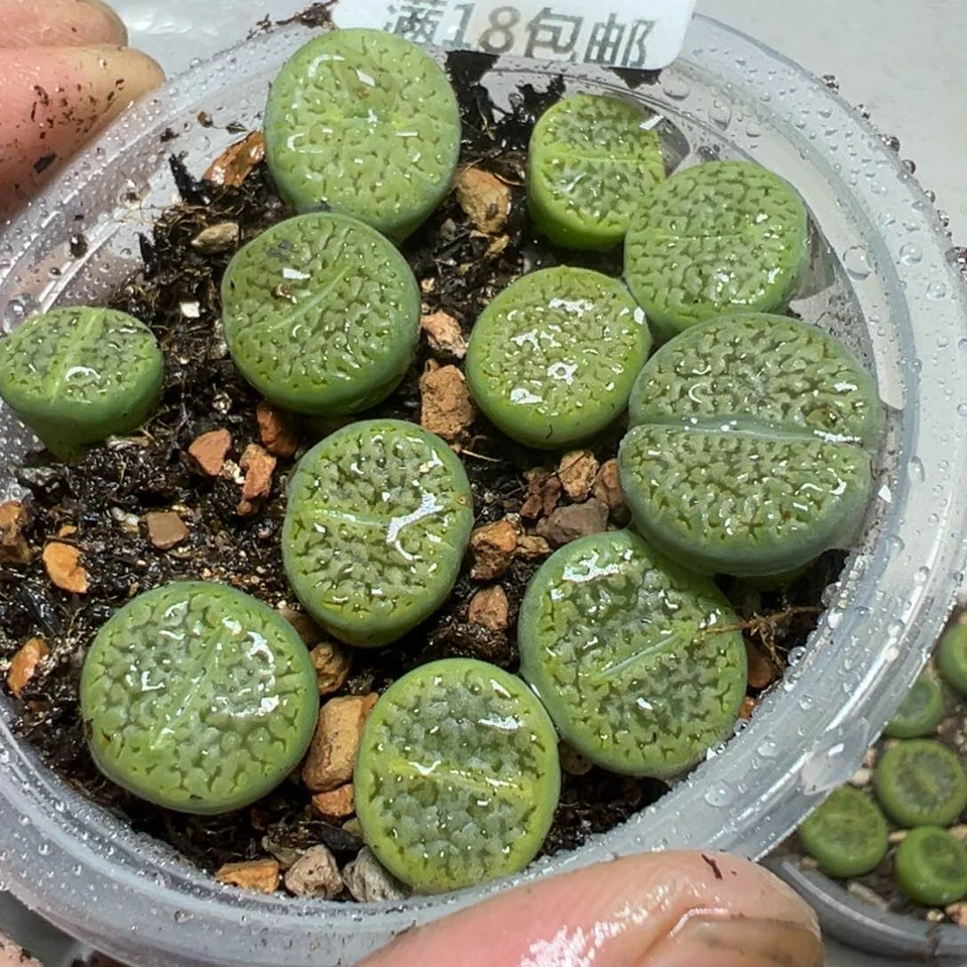 【闪购商品】 592。
