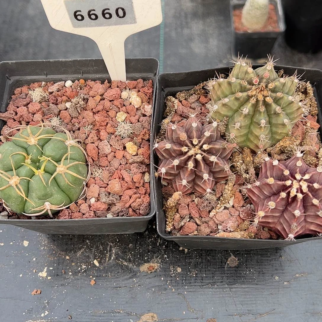 6660一起共4棵实生裸根发货