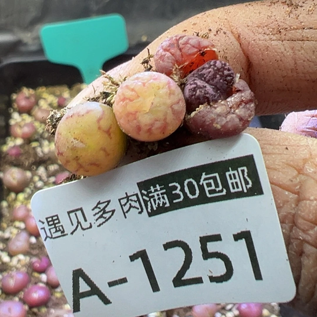 ?*Y多肉植物111111111111111111