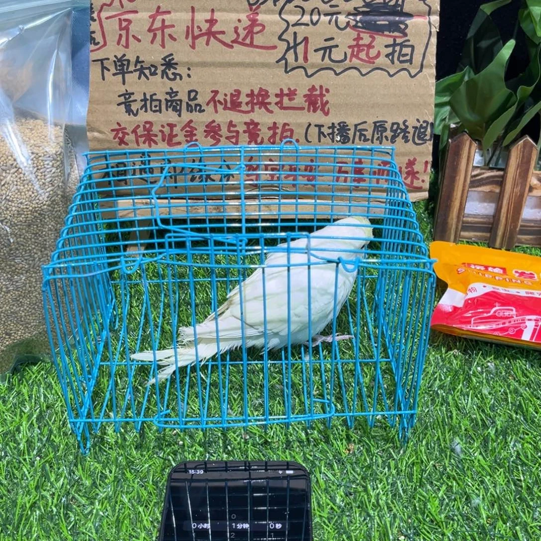 用***8虎皮鹦鹉大头虎皮鹦鹉一只，一物一拍不退换竞拍