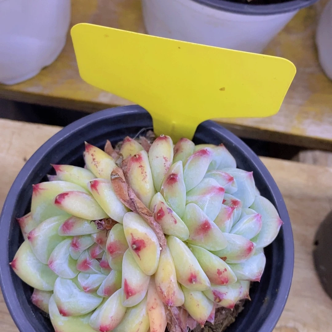 开心多肉，一物一拍，一单包邮，首播