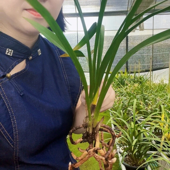 阳***光完全开放喜洋洋子母