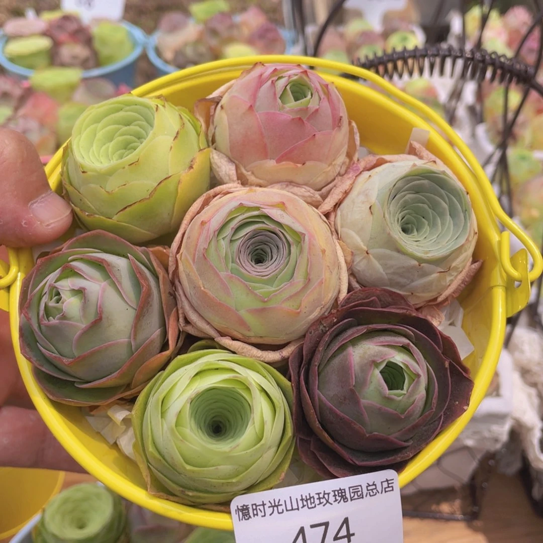 花篮组合474一物一拍