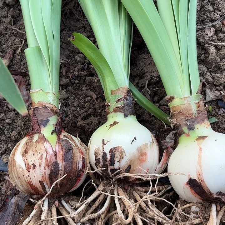 无花朵山*三颗异域孔雀4198