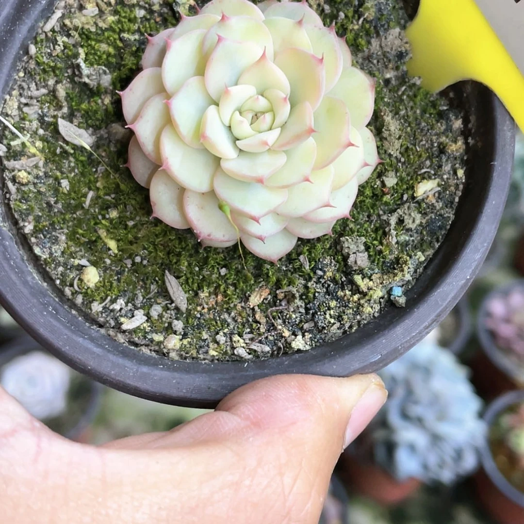 【闪购商品】同*起812号