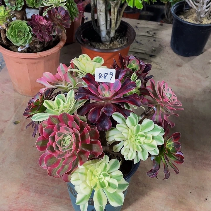 架接法师一个489号