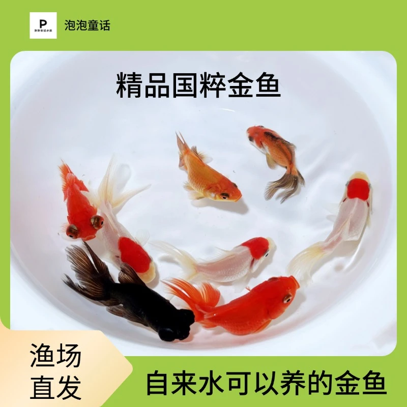 【精品国粹金鱼】4-6厘米丹顶红狮鎏金龙睛观赏鱼全国包邮13条保底