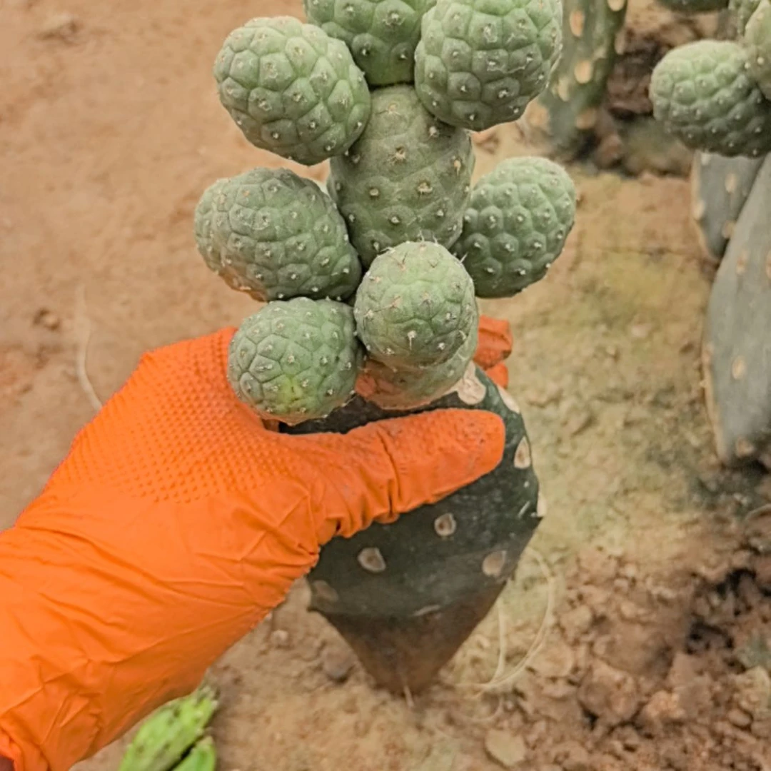 雾***海习志野仙人球直播