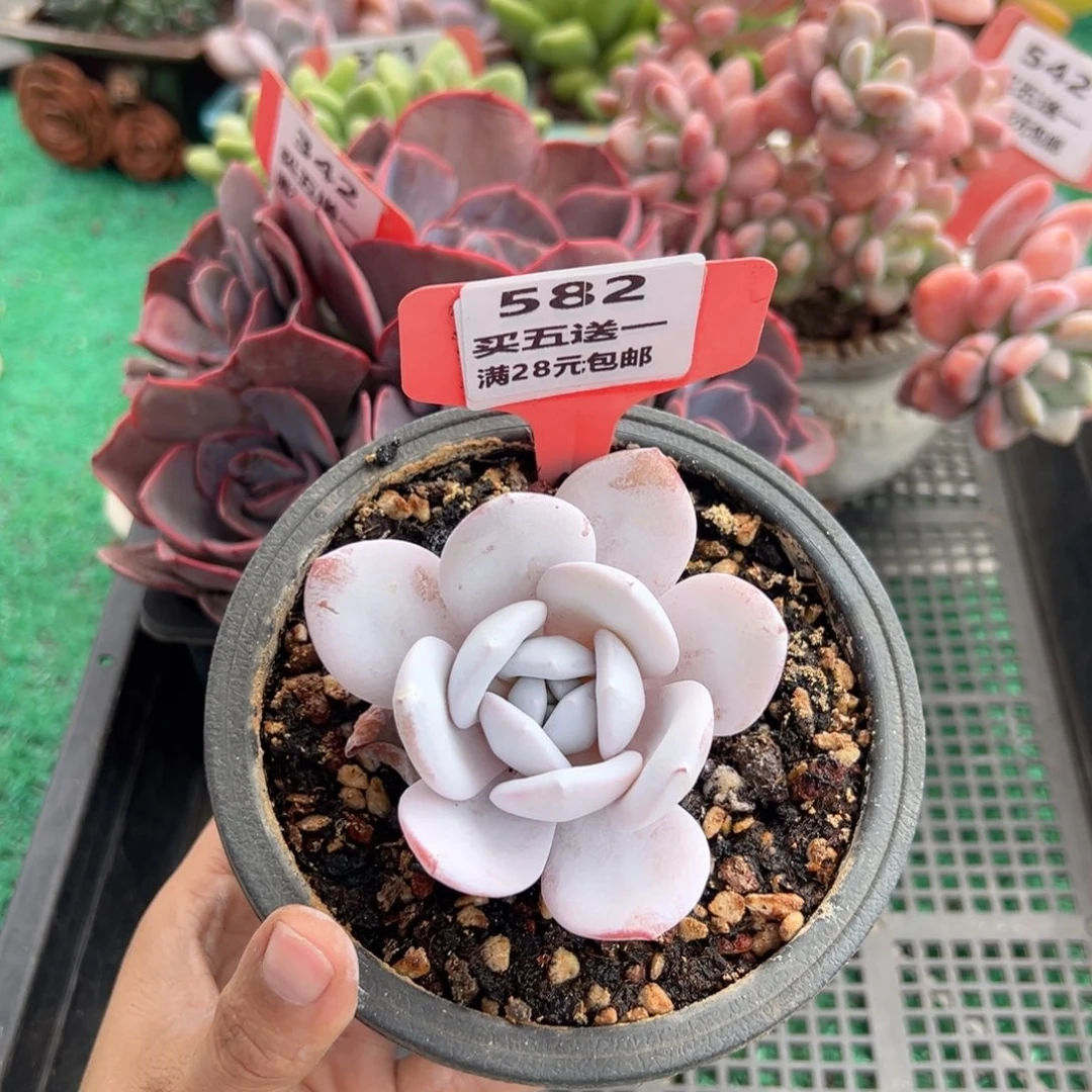 表妹精品多肉植物582.