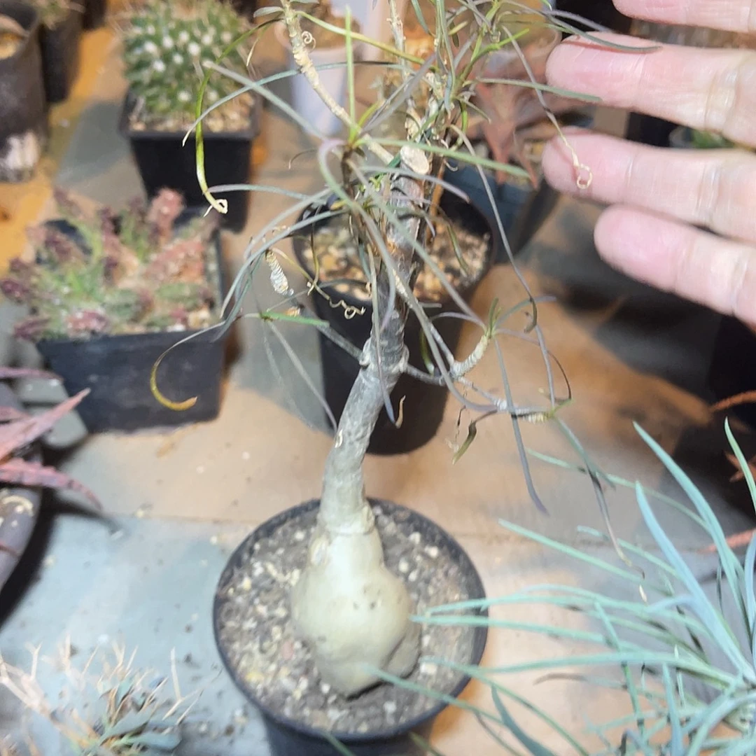 柳叶麒麟块根一物一拍