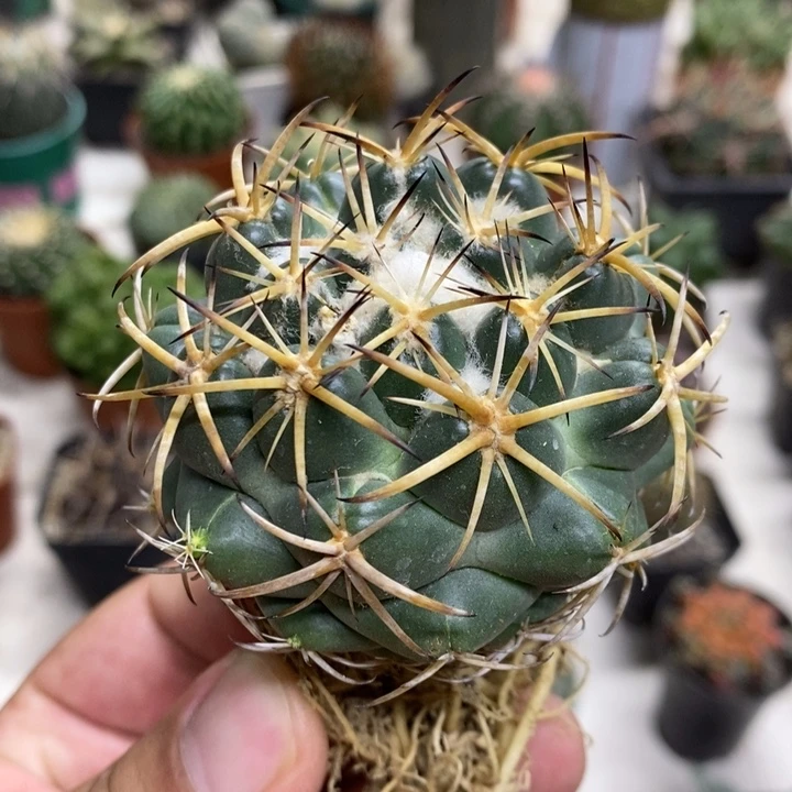 实生天丝象牙特价