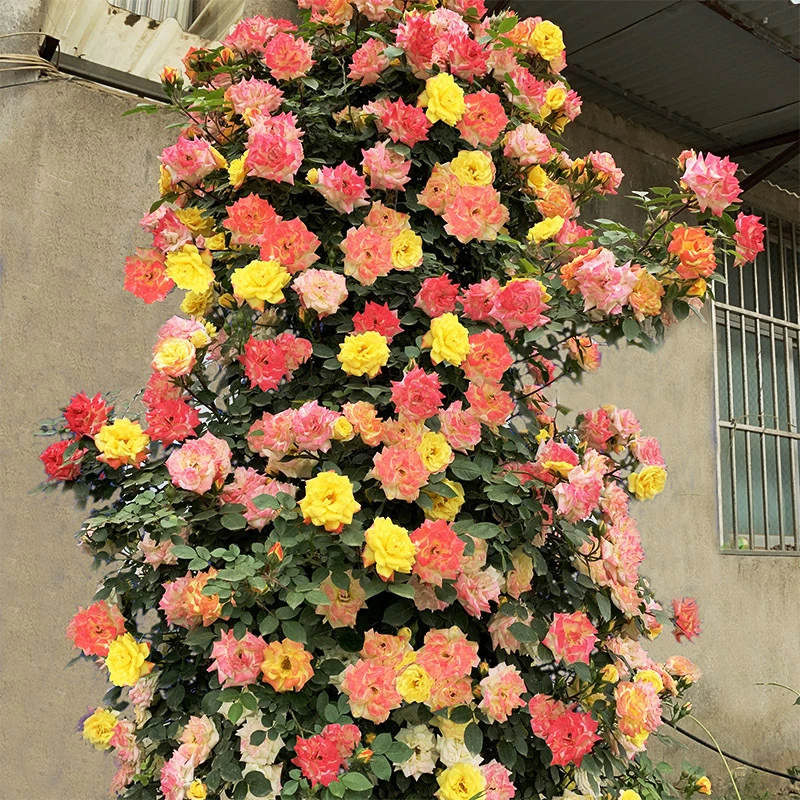 【藤彩虹】 大型藤本爬藤月季花苗变色龙庭院爬藤植物四季开花