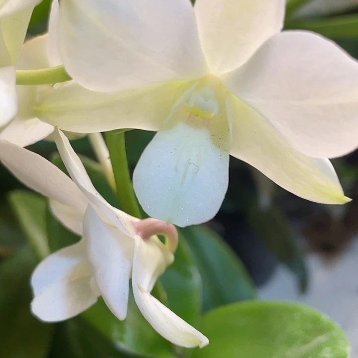 白雪公主3苗原盆带花,花叶不包损