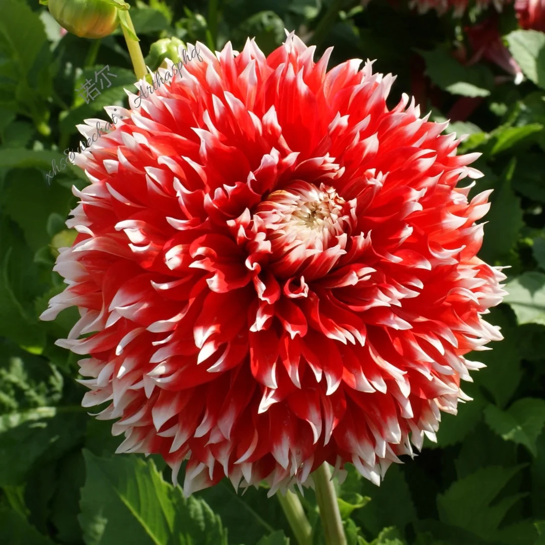 【诺尔】进口多年生重瓣大丽花种球盆栽地栽送肥料