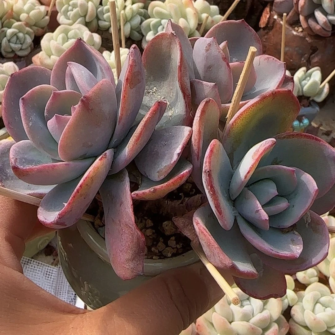 布鲁蓝群生一物一拍