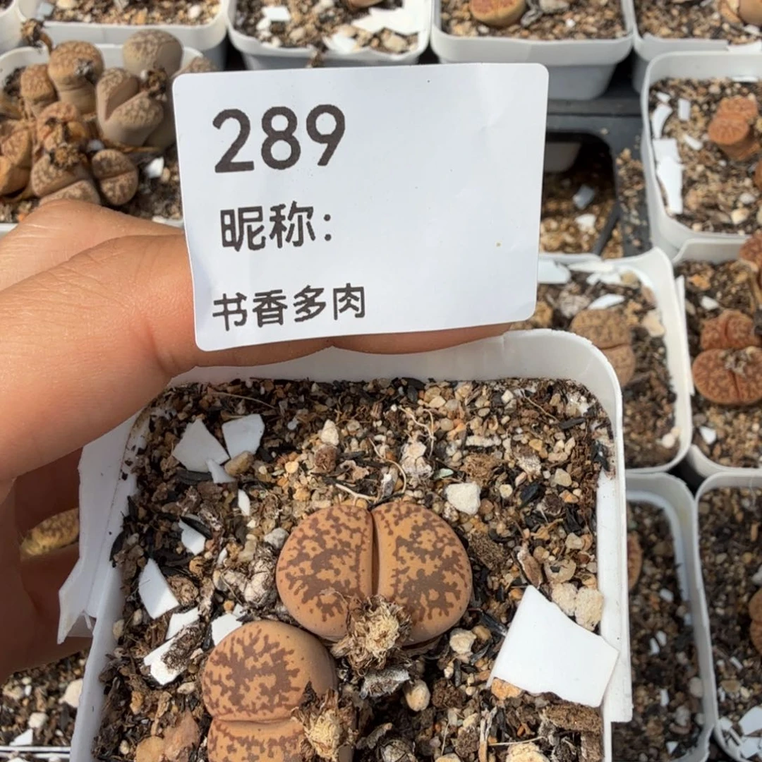 杨***柳多肉植物多肉植物多肉植物