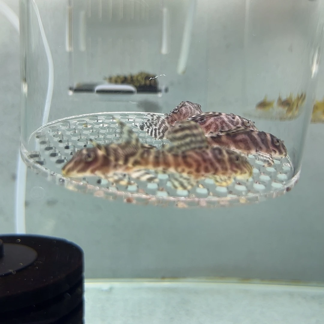 工具鱼333一组5条 大的