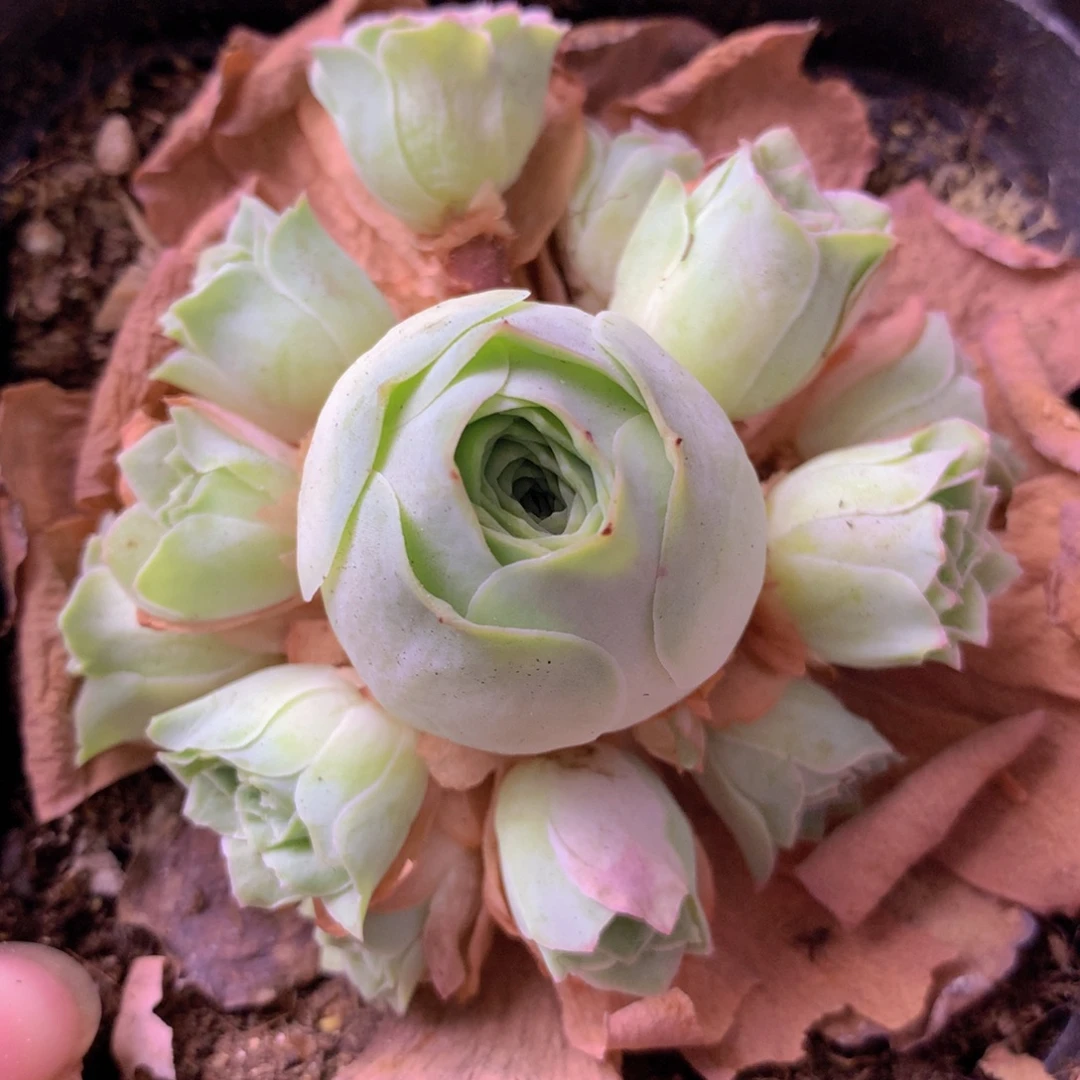 一物一拍星辰福利507