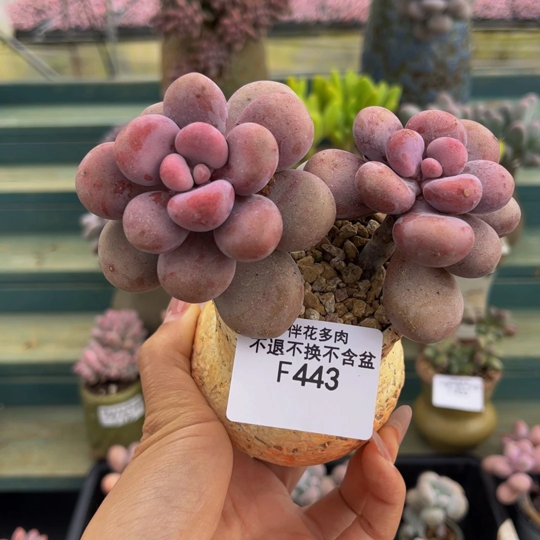 443-大球腰子蛋多肉10cm