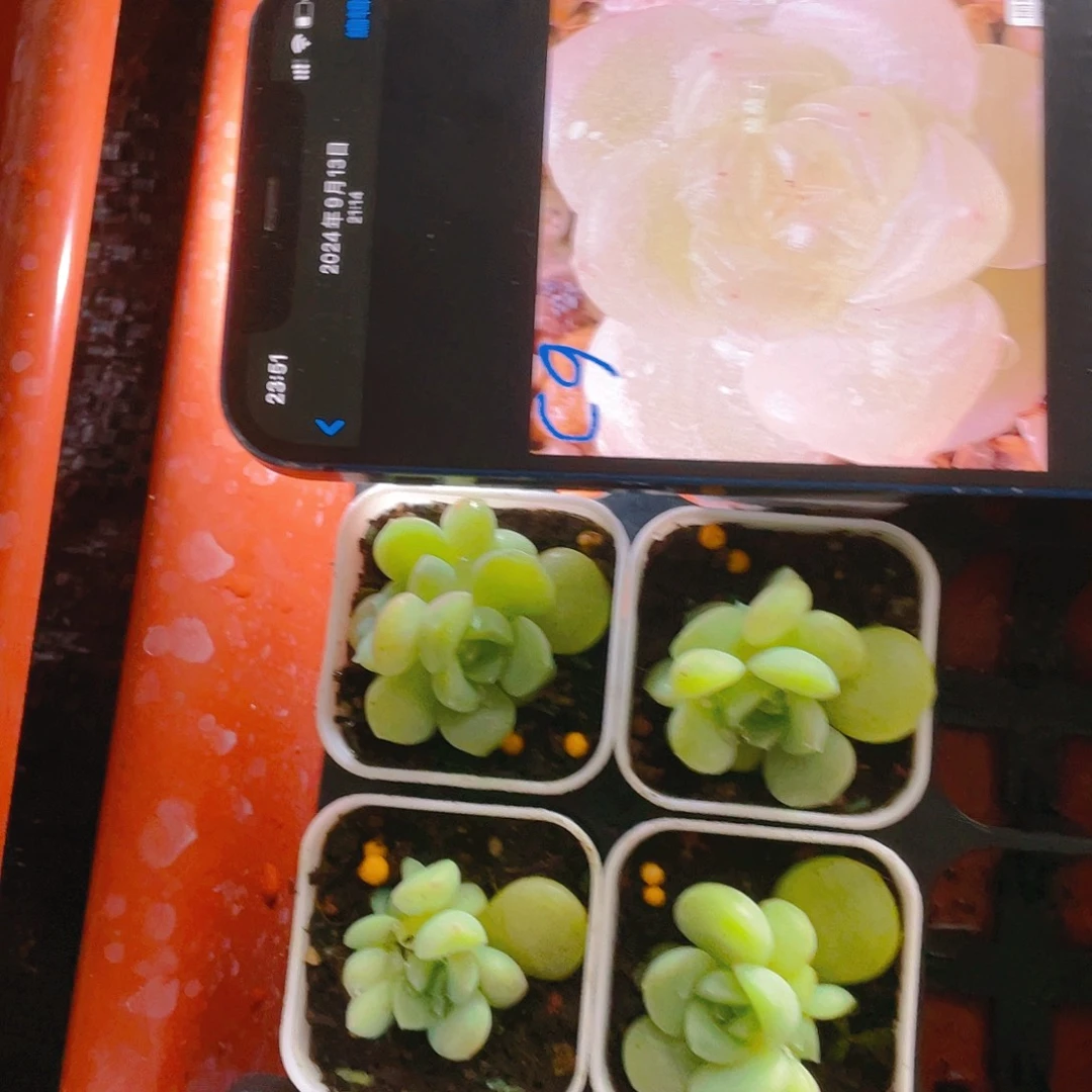 L****e四个双头C F9 盆不包整一个满25包邮