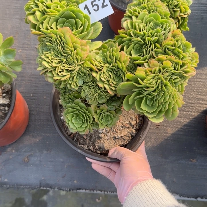 多肉植物绿善绒缀152