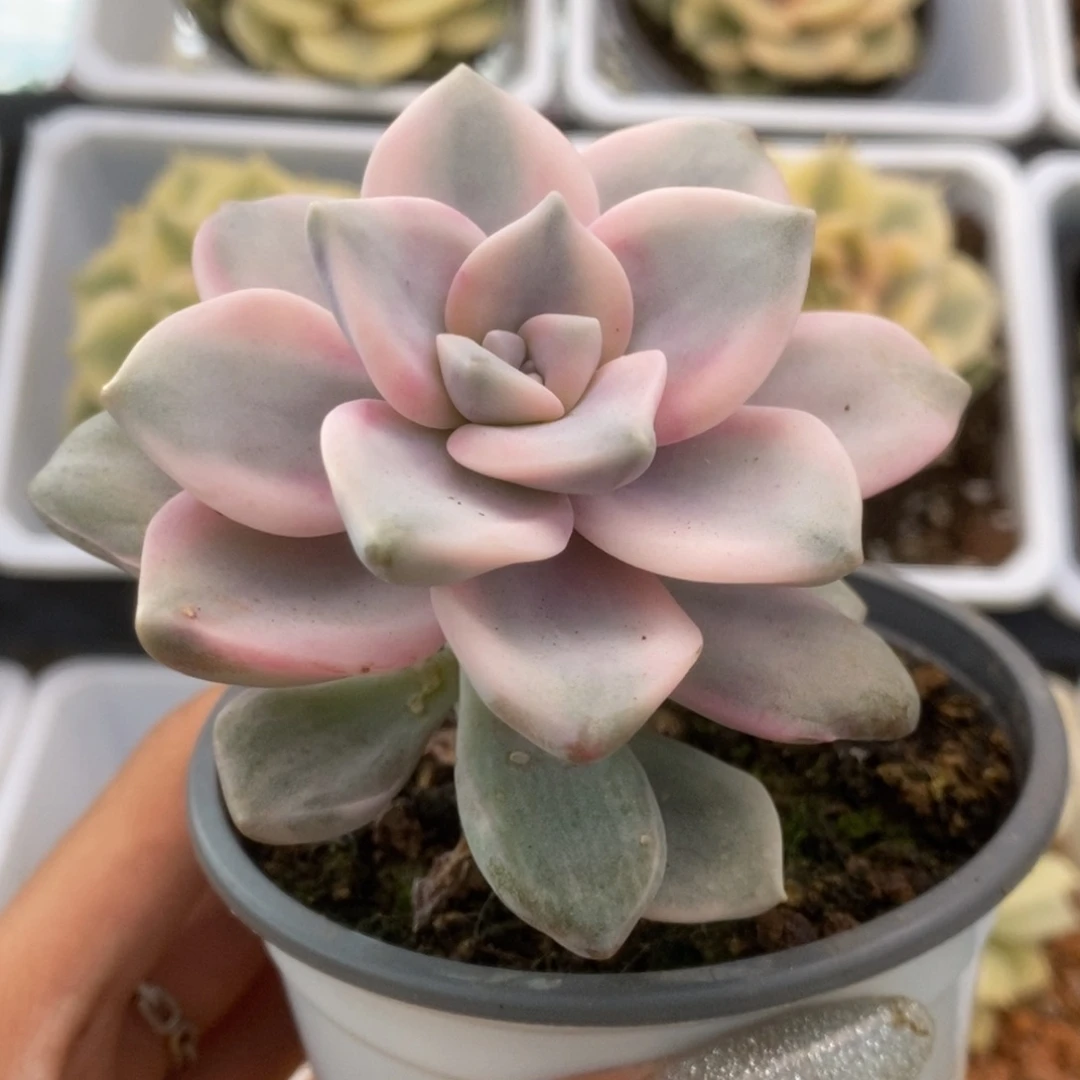 182紫乐锦锦锦锦锦锦锦