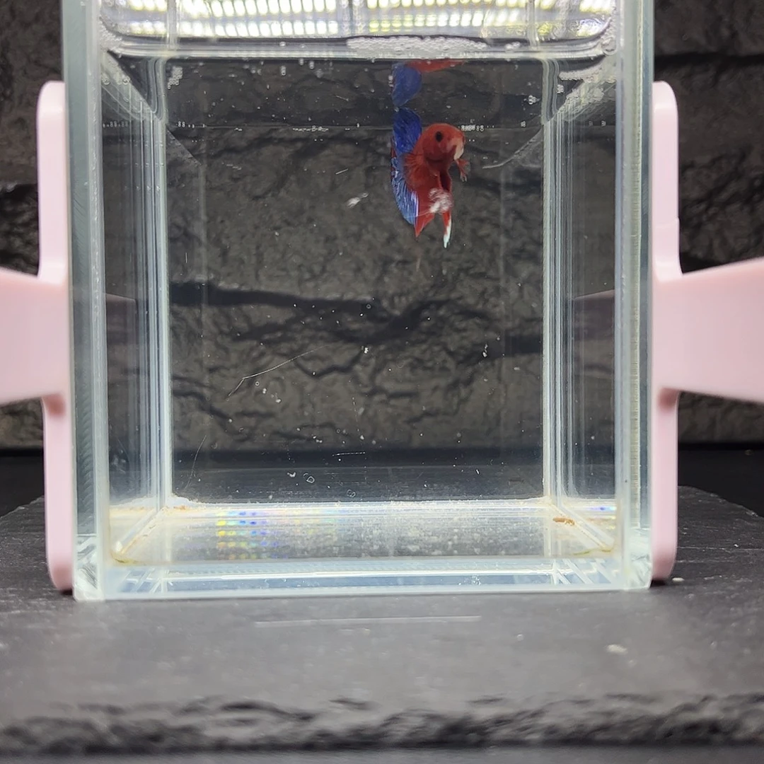 海水鱼宙斯斗鱼竞拍1-3