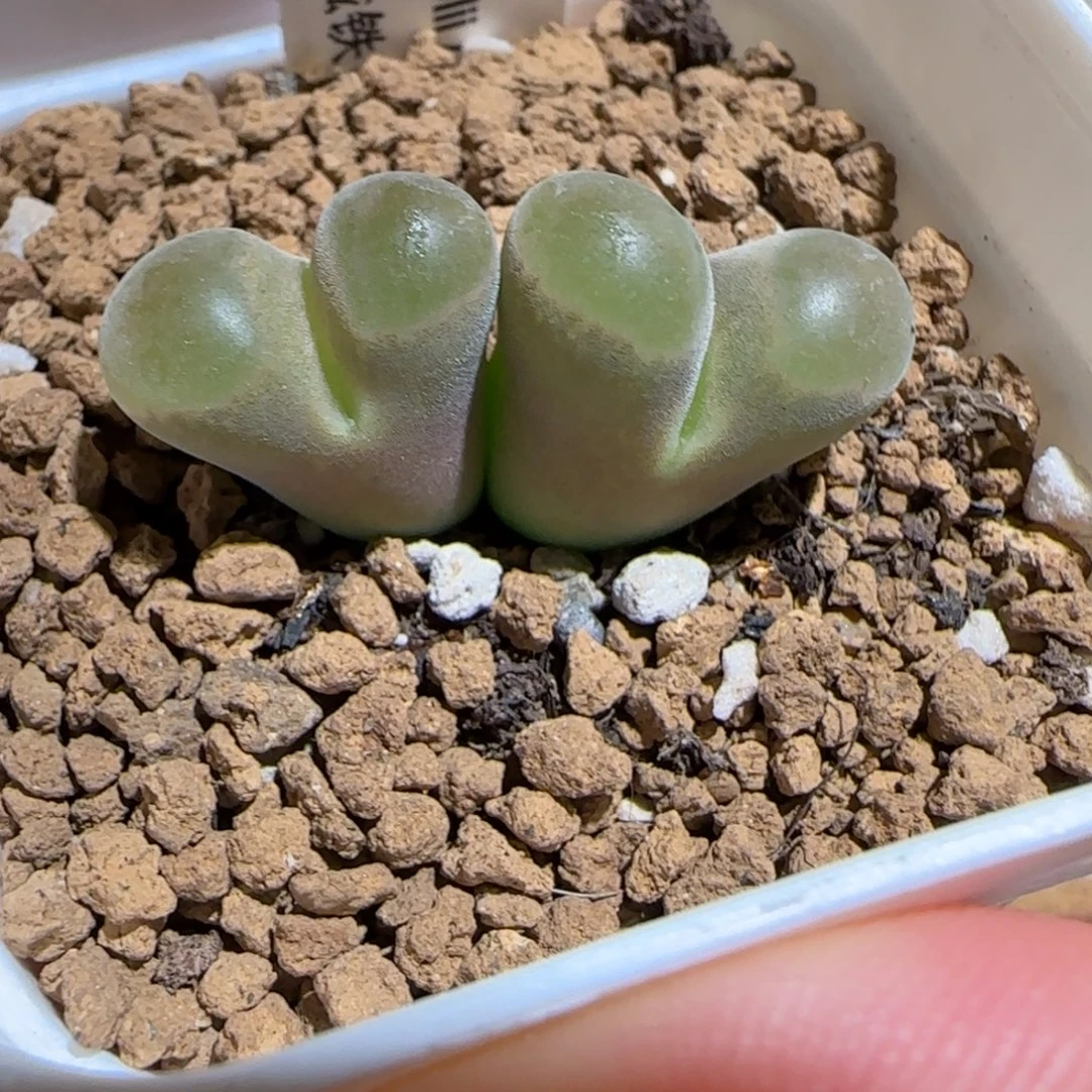 肉锥多肉植物组合-磁铁今天福利476