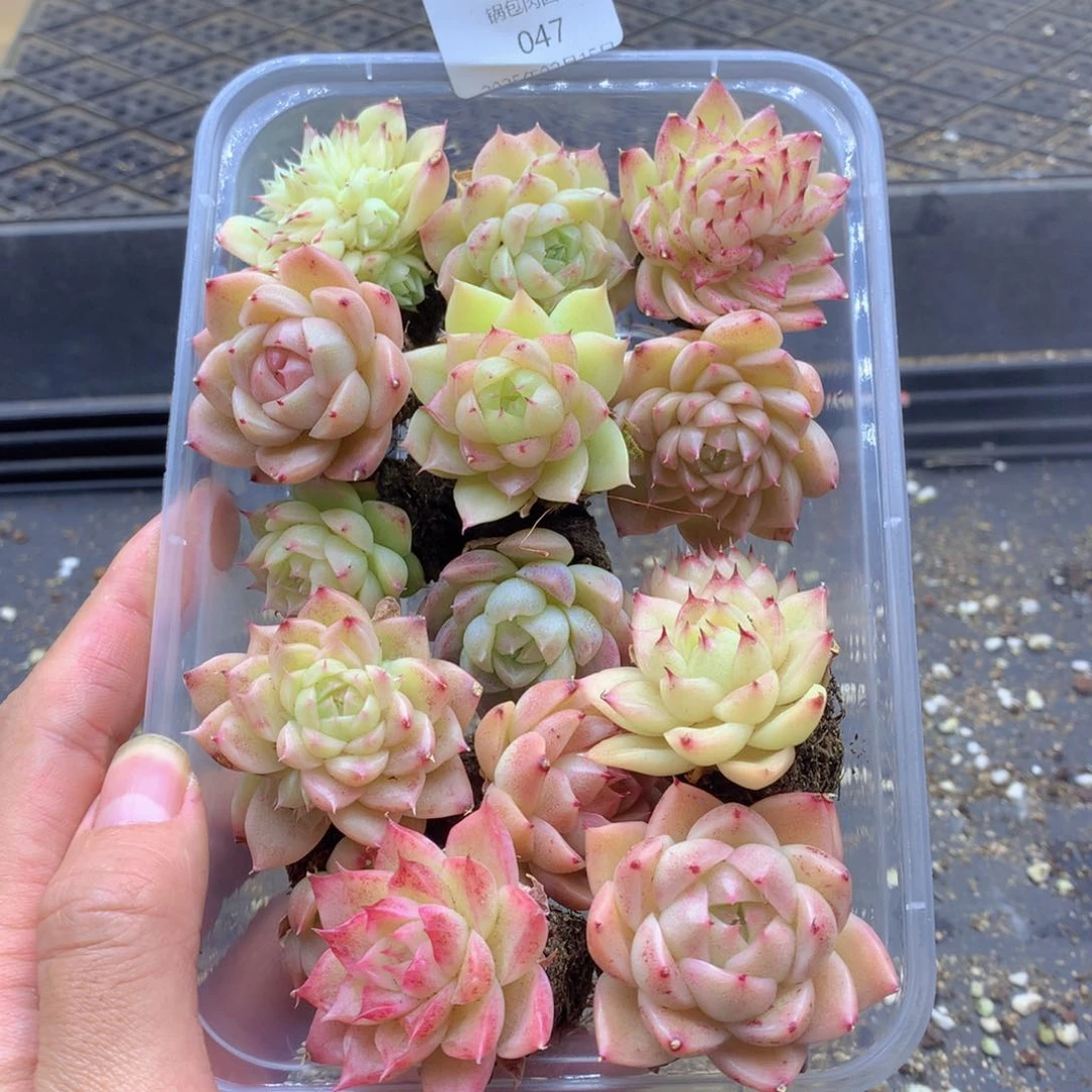 反反复复还是很开心的047