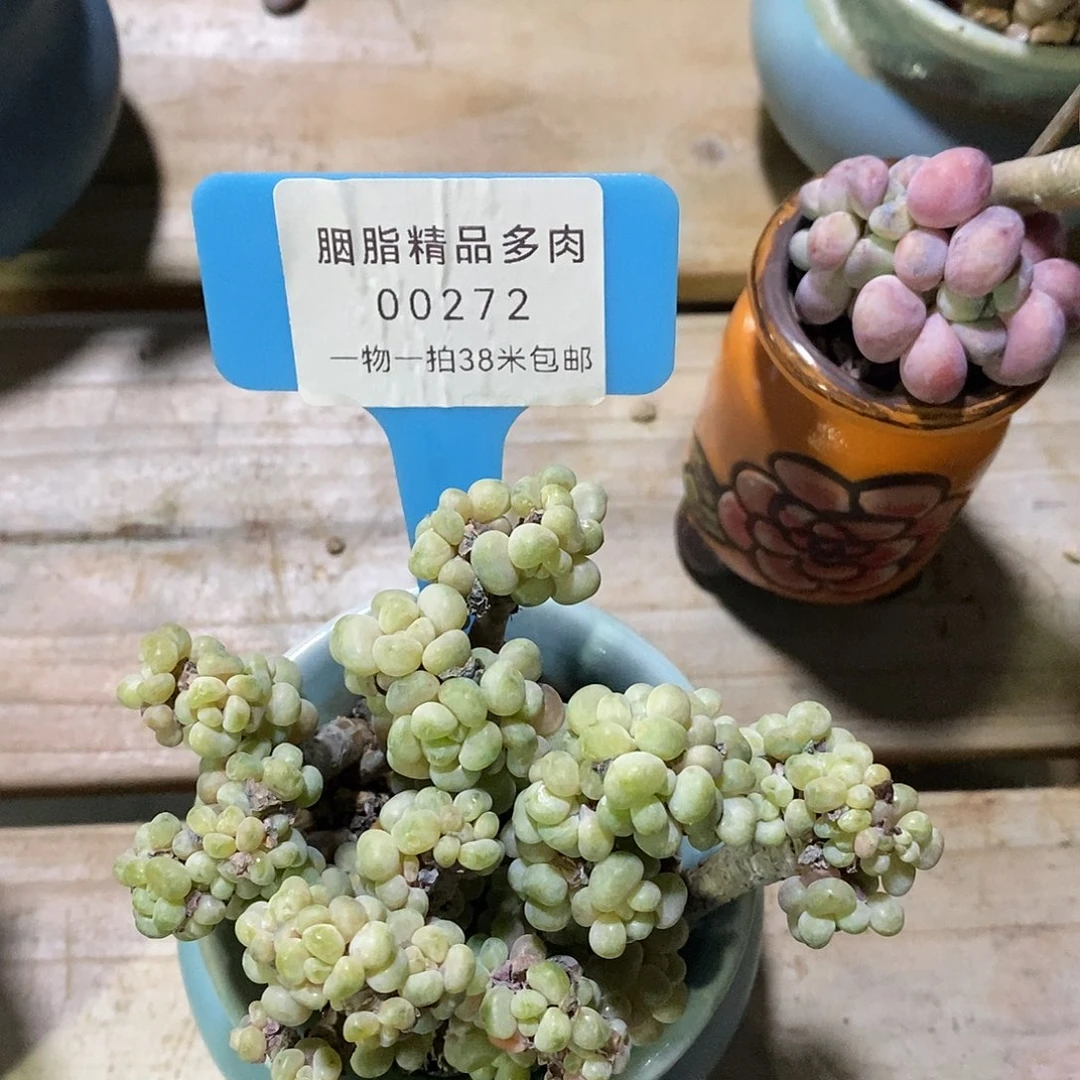 00272？out咯哦小雨无姐姐