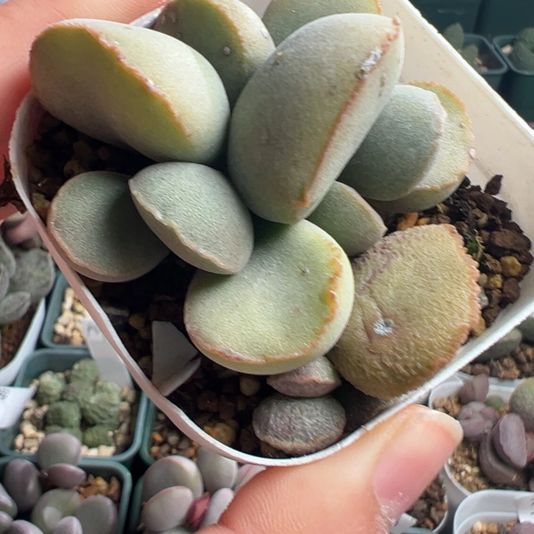 893杂交实生蛋一颗