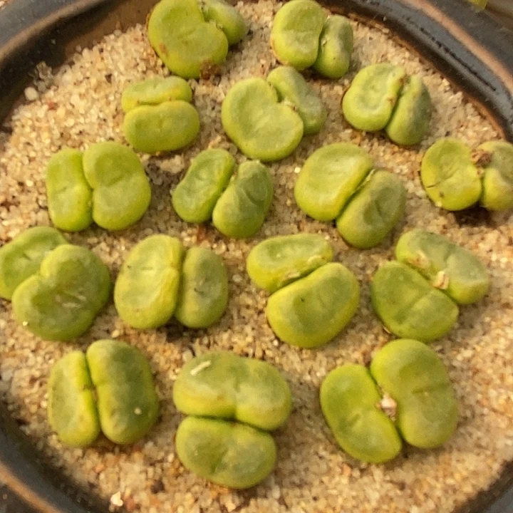 双头水晶鞋一颗