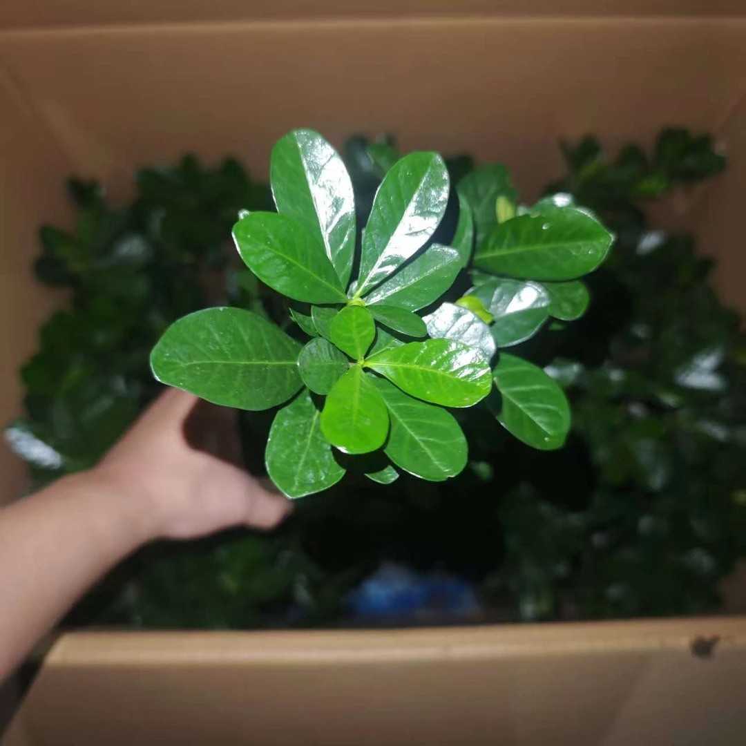 【达摩栀子花】好养高贵稀缺品种花卉绿植盆栽开花