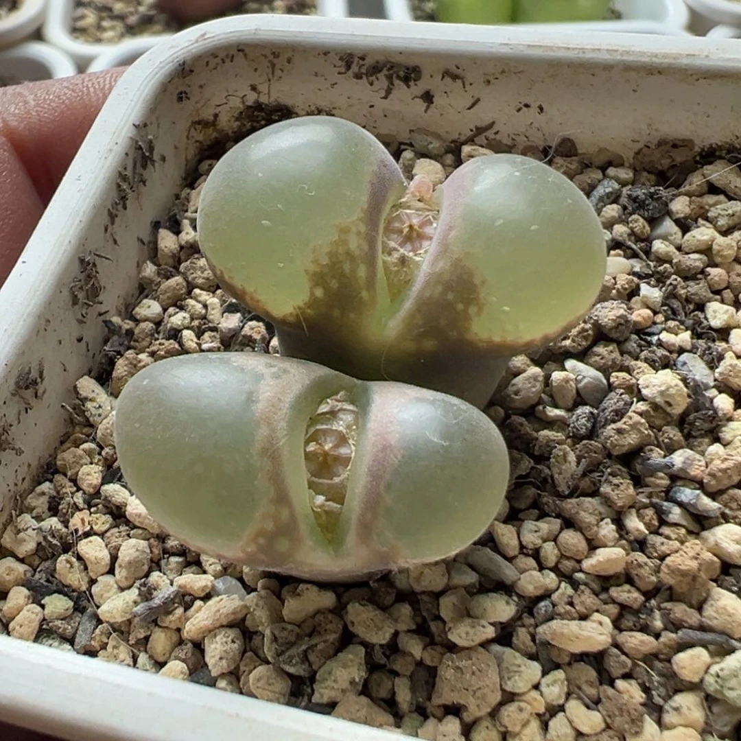 无花朵实生风铃玉5