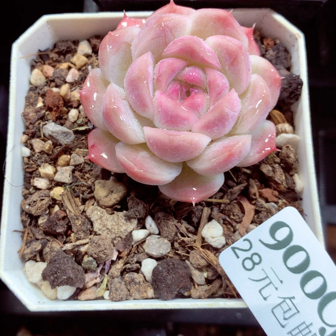 5厘米盆精控多肉900