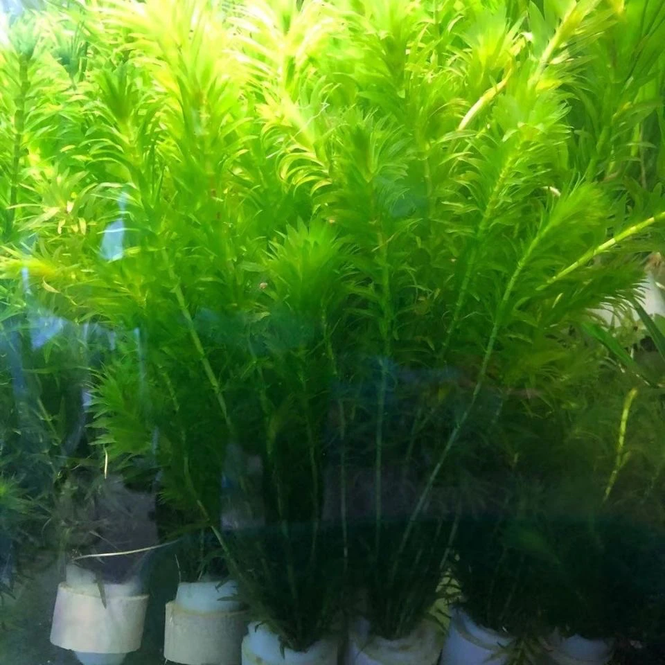 蜈蚣草水草鱼缸造景绿菊水草鱼缸造景阴性新手水草