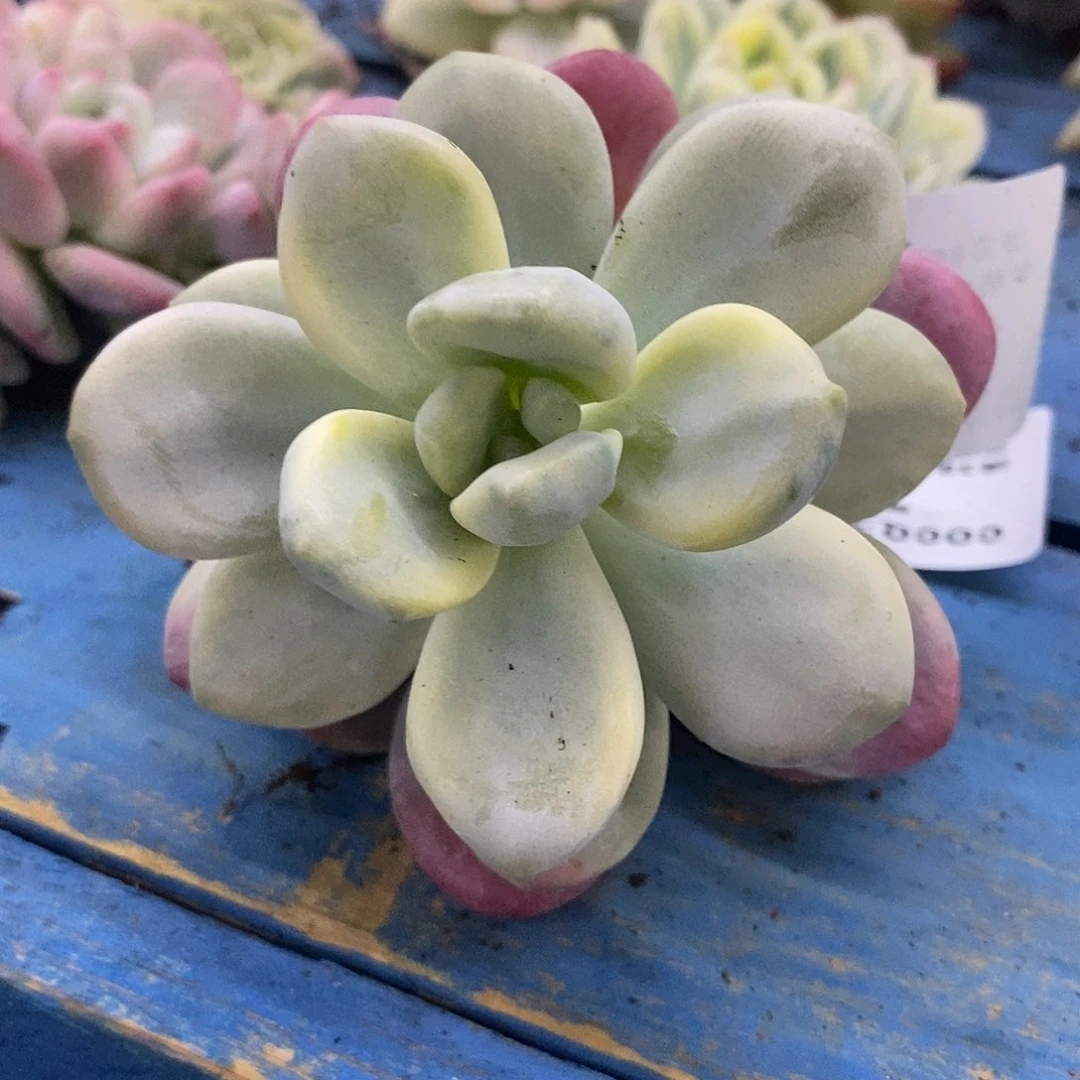 75洛神覆轮锦炸多肉植物