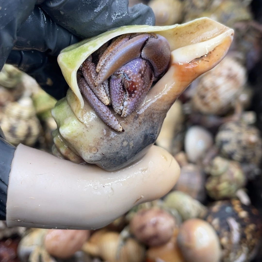 不退不换活体宠物227