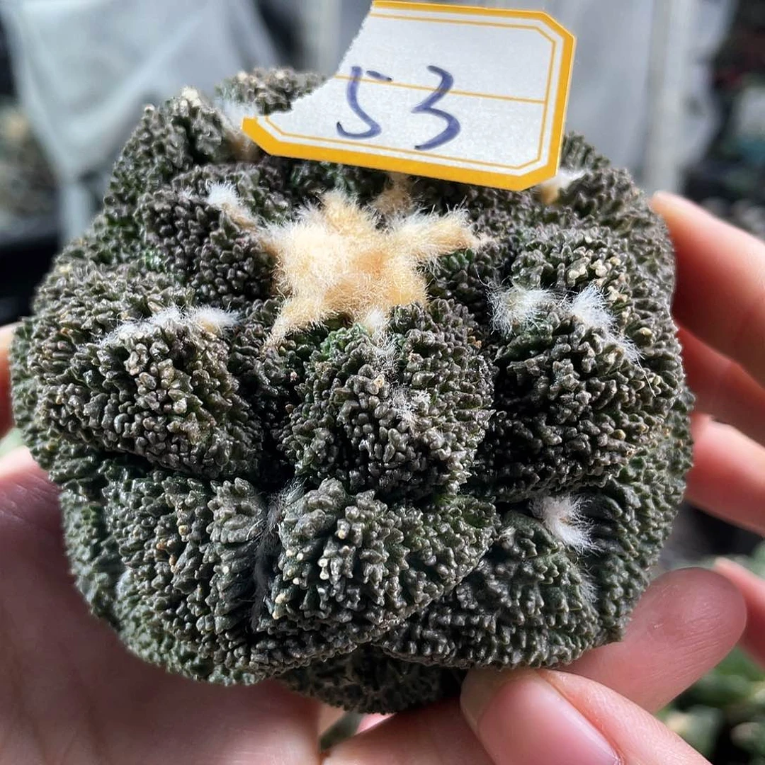 53号自根大尤哥斯拉8.6