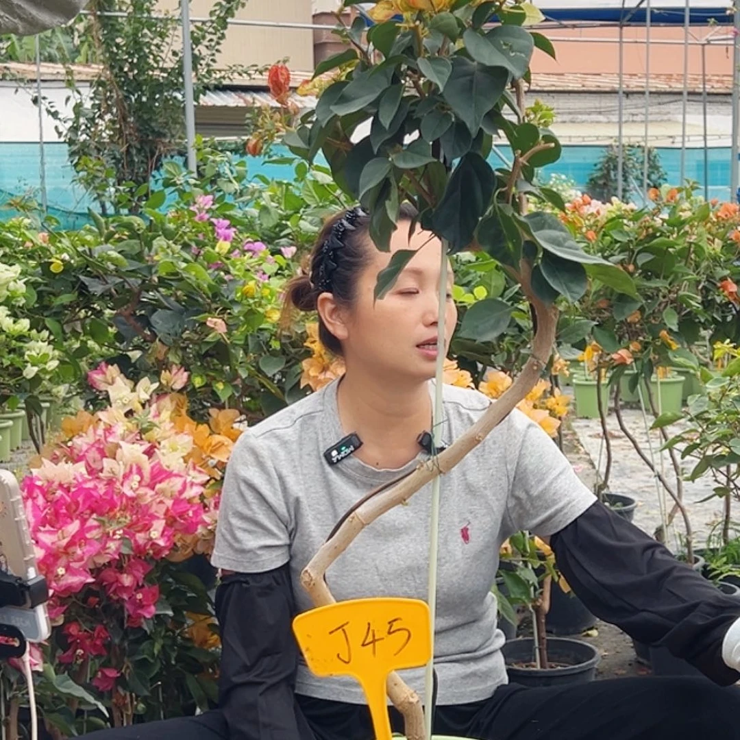 语***露大部分花苞少量开放J45娆