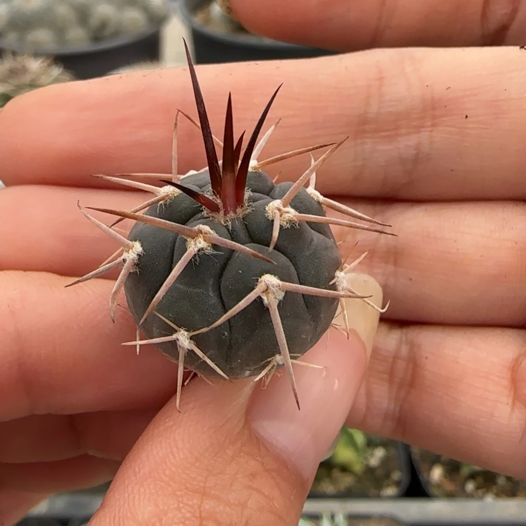 019实生守金摩天龙多肉