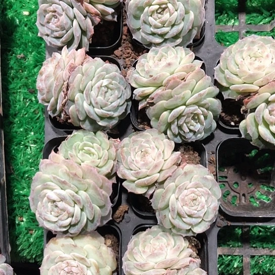 6颗装，纯爱，可以次糖心的