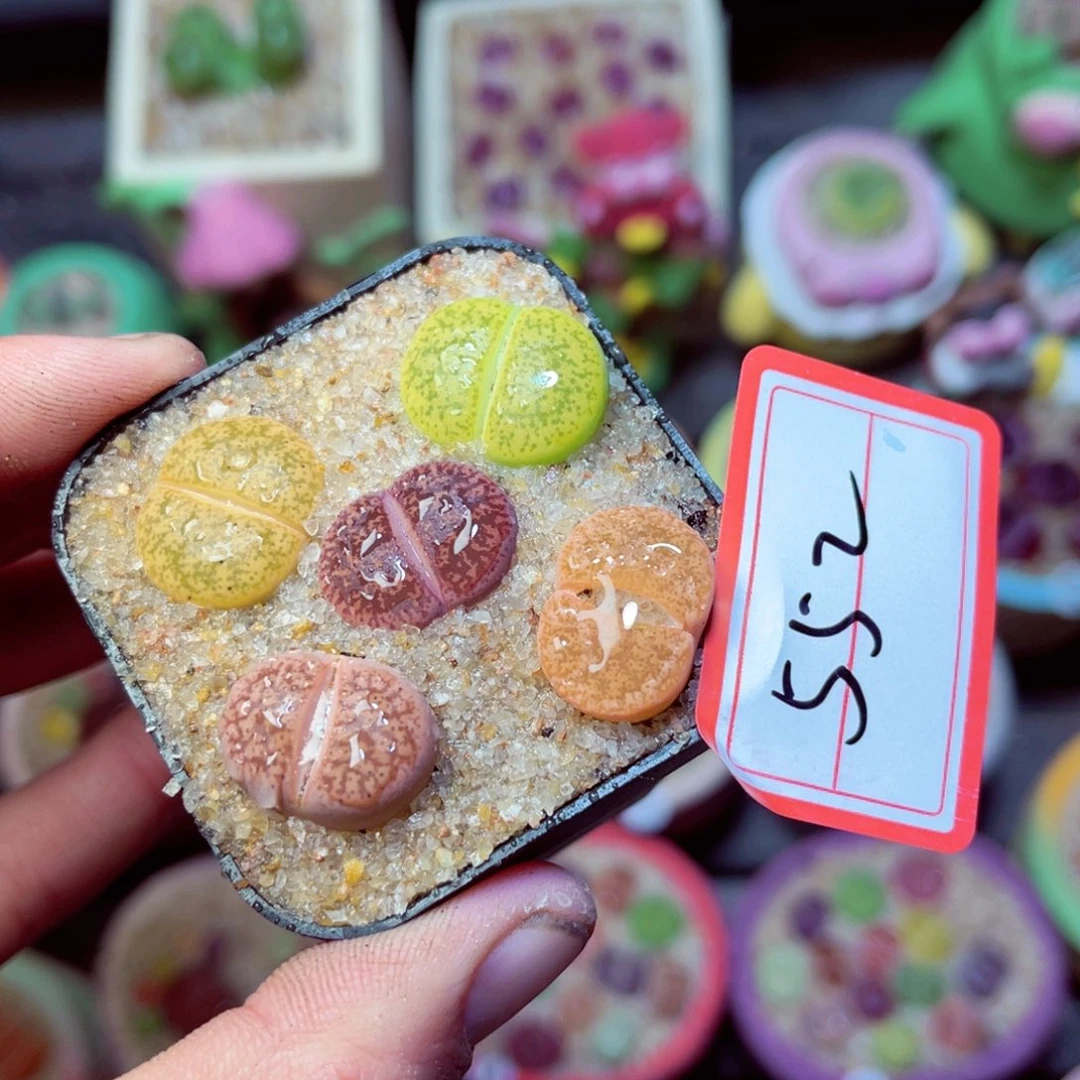 552生石花带盆发