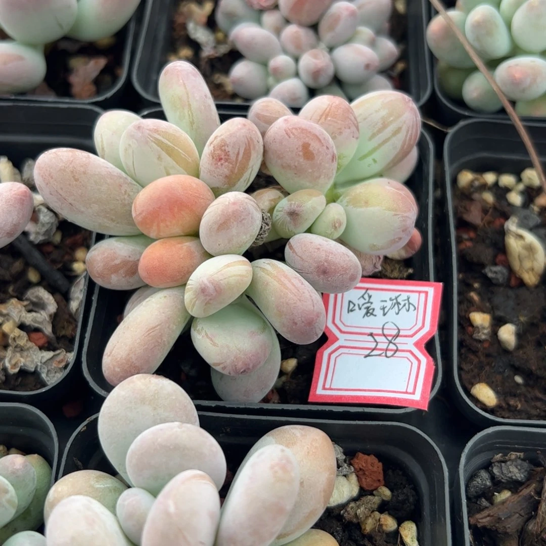 多肉植物多肉植物