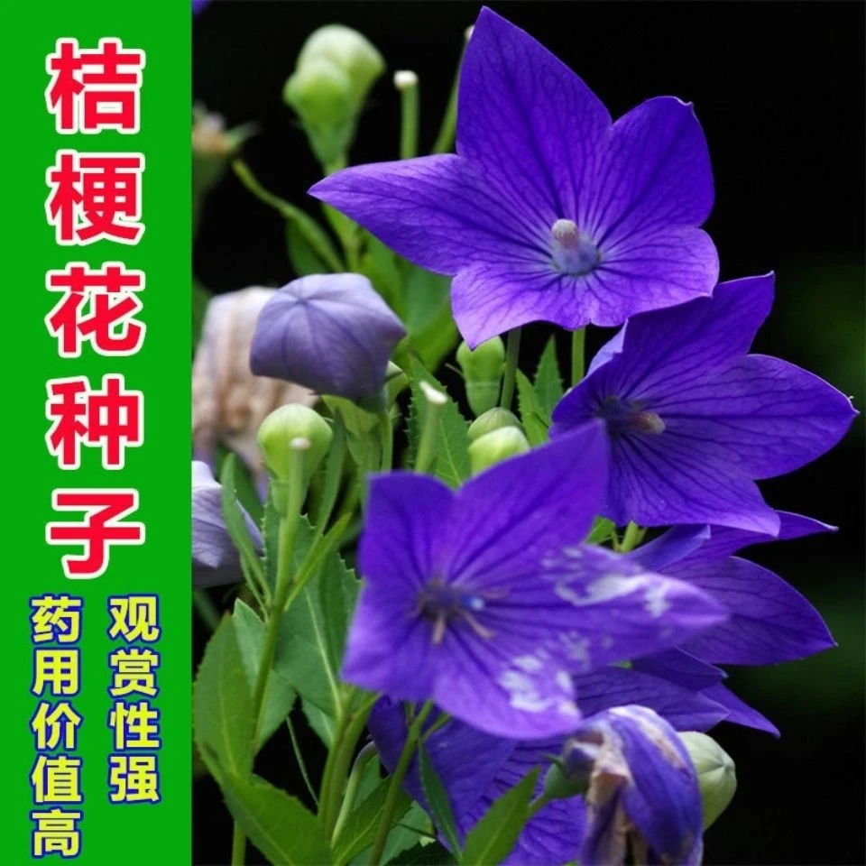 {（种子桔梗种子新产狗宝菜种子桔梗籽洋桔梗花种子中药材桔梗种子